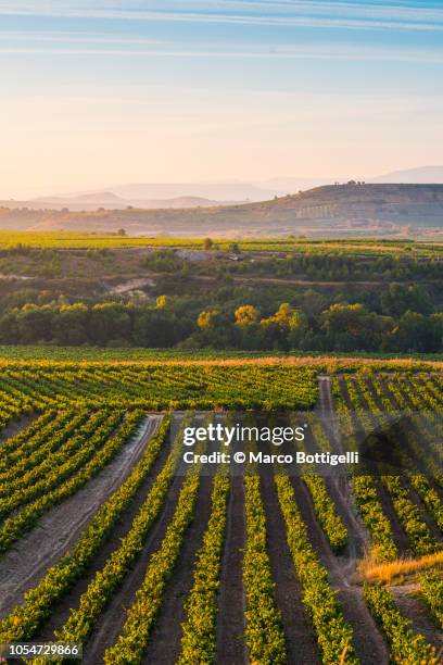 vineyards in la rioja at sunrise, spain - rioja stock-fotos und bilder