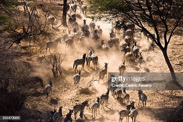 zebras leaving waterpoint at dusk - kalahari desert stockfoto's en -beelden