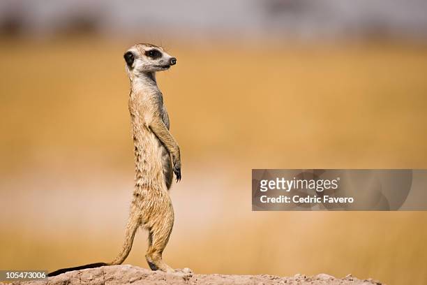 meerkat  on watch - erdmännchen stock-fotos und bilder