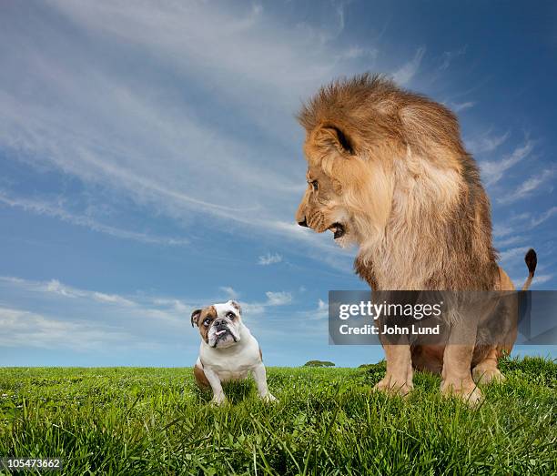 lion intimidating an english bulldog - snarling stock-fotos und bilder