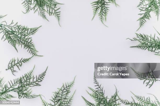 green branchs in frame.top view.white background - branche sapin fond blanc photos et images de collection