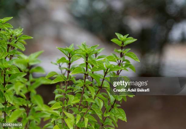 basils - peppermint geranium stock pictures, royalty-free photos & images