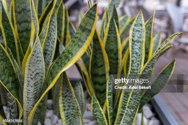 sansevieria (snake plant) - sansevieria ストックフォトと画像