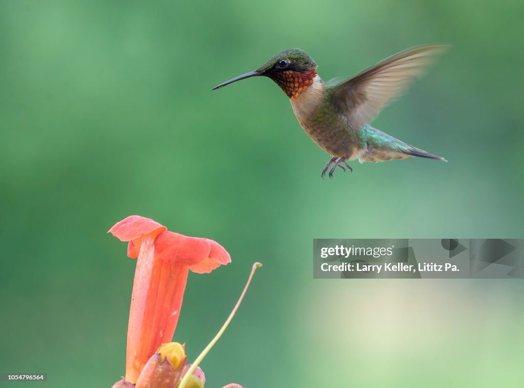 Ruby-throated Hummingbird