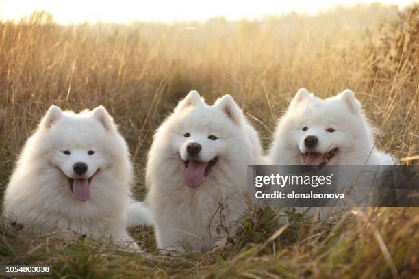 samoyed dog ( autumn) - samoyed stock pictures, royalty-free photos & images