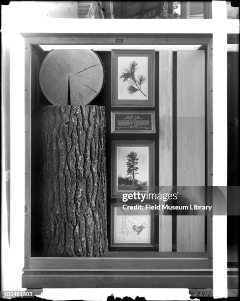 White Pine Monograph North American Timber series exhibit case, Pinus strobus, includes tree trunk, black and white photograph of live tree, map of...