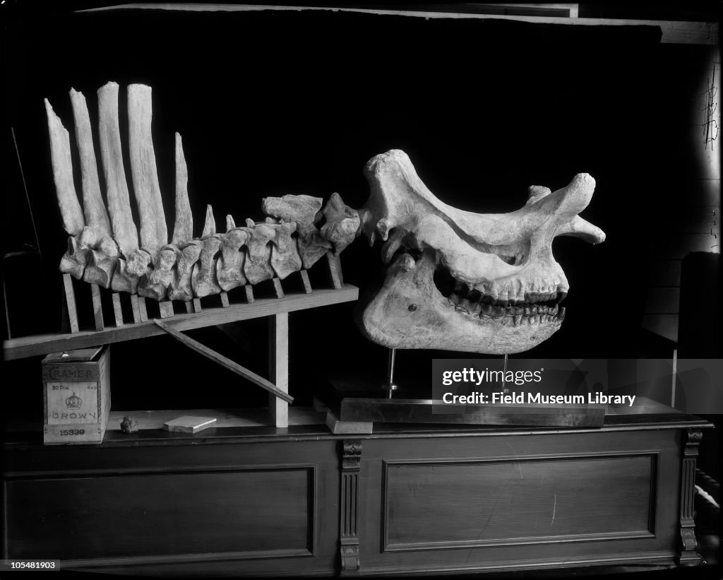 Brontotherium Hatcheri Skull