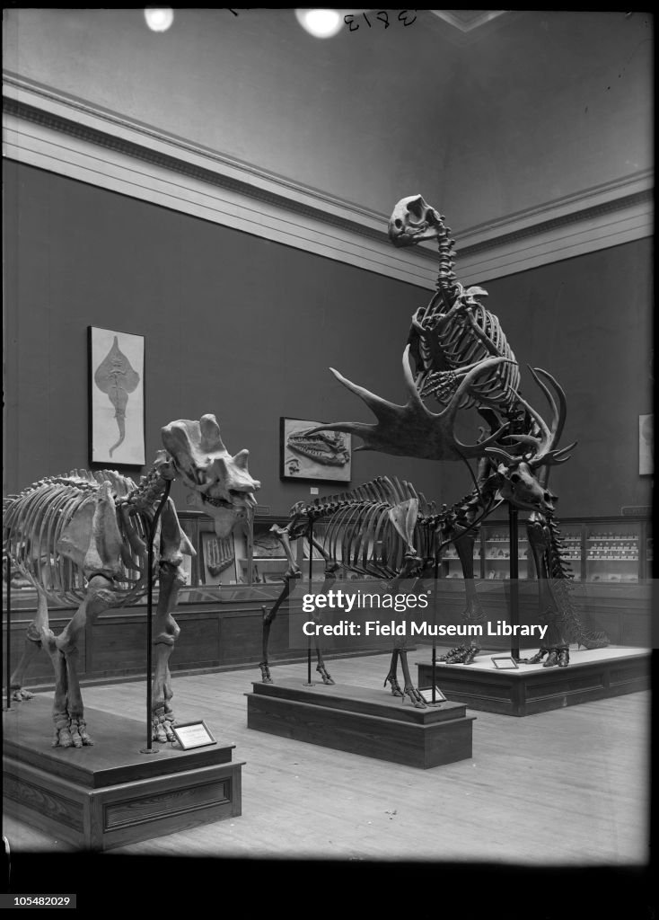 Irish Deer And Hadrosaurus