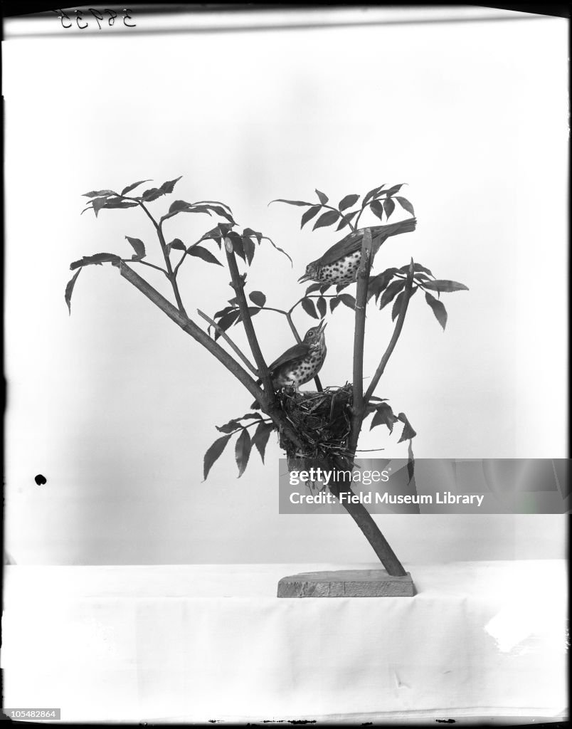 Wood Thrush Birds Exhibit Case