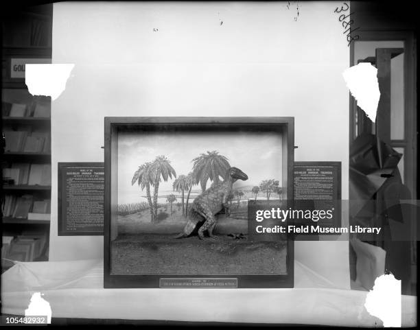 Duck billed dinosaur Tracodont, Harris Extension case with text label and the 'Gold and Silver' exhibit case sign in the background, Field Columbian...