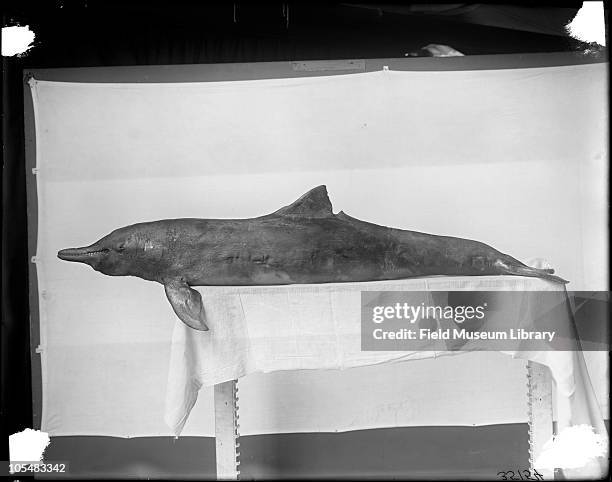 River Dolphin or Sotalia specimen on a table at Field Columbian Museum with white sheet for background, 1912.