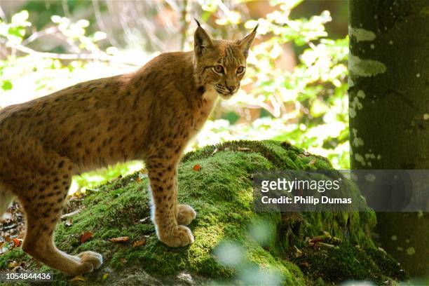 eurasian lynx (lynx lynx) - nationalpark bayerischer wald stock-fotos und bilder