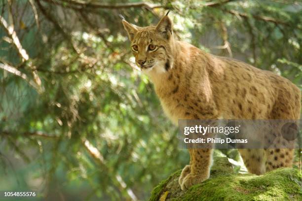 eurasian lynx (lynx lynx) lookout - nationalpark bayerischer wald stock-fotos und bilder