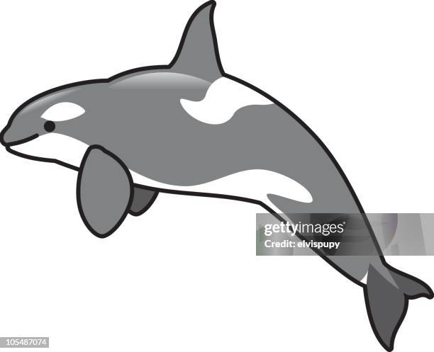 arctic babies: orca (killer whale) - orca stock illustrations
