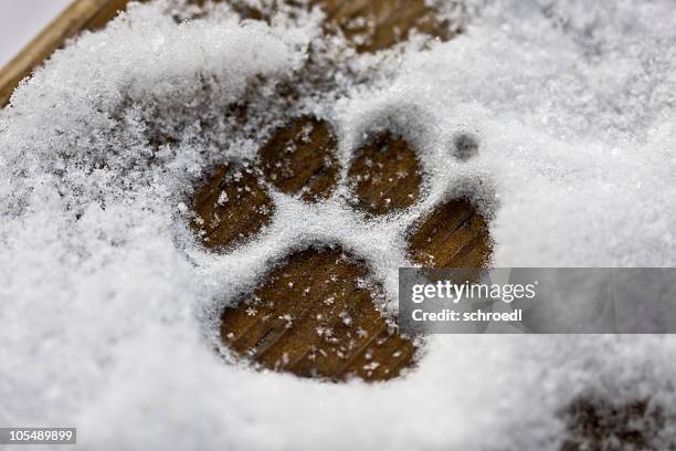 puppy paw in the snow - paw prints stock pictures, royalty-free photos & images