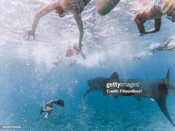 nuotare insieme nell'oceano - maldives sport foto e immagini stock