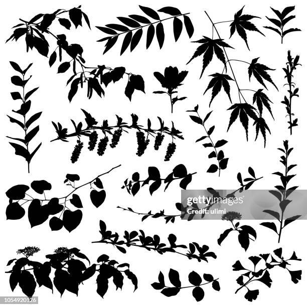 plants silhouette, vector design elements - maple tree white background stock illustrations