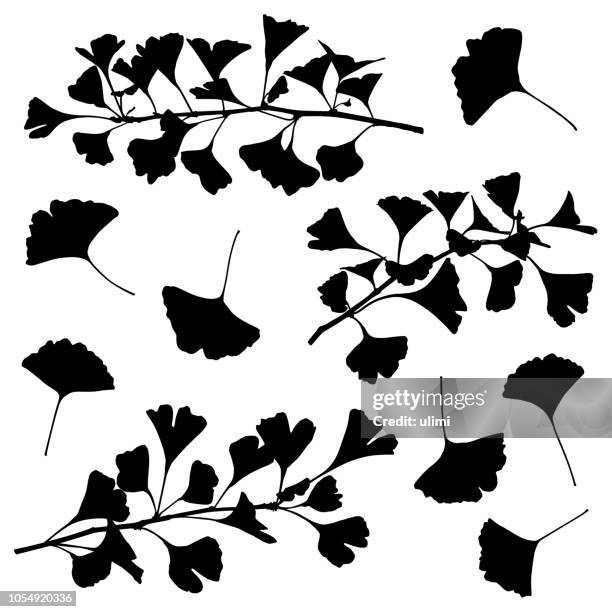 stockillustraties, clipart, cartoons en iconen met bladeren en takken ginkgo plant, vector silhouetten - ginkgo