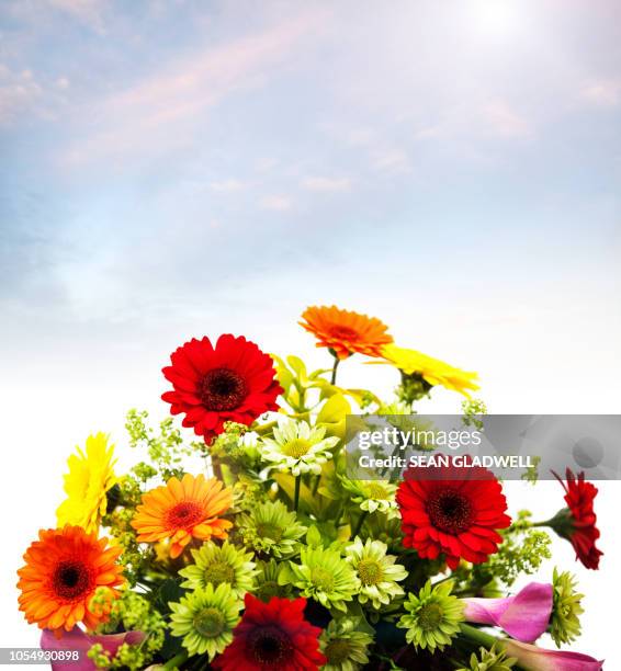 fresh flowers and sky - flower show stock pictures, royalty-free photos & images