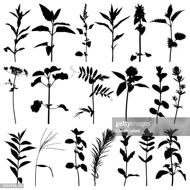 plants silhouette - nettle stock illustrations
