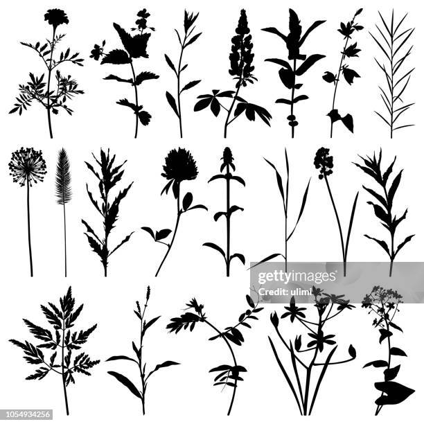plants silhouette, vector image - marigold stock illustrations