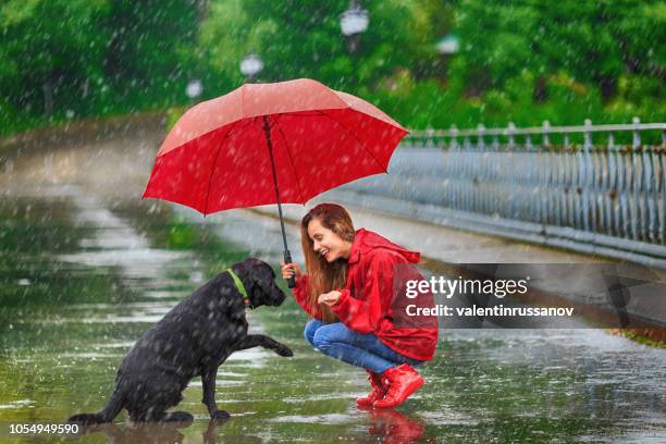 femme avec ombrelle et chien - se protéger de la pluie photos et images de collection