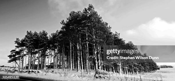 silverburn trees - midlothian scotland stock pictures, royalty-free photos & images