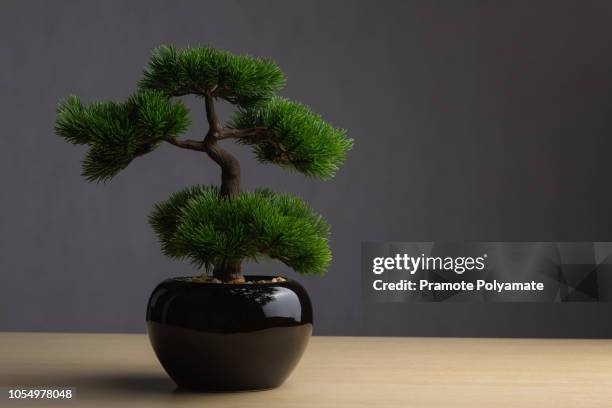 bonsai on the desk. the backdrop is a dark gray background. the bonsai concept adorned the desk to reinforce the aura, japanese whitepine bonsai. - small tree stock pictures, royalty-free photos & images