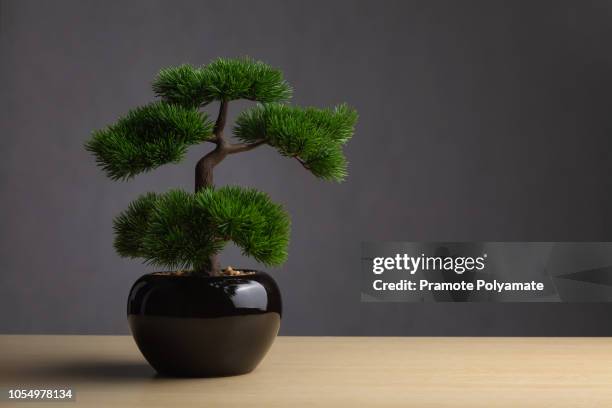 bonsai on the desk. the backdrop is a dark gray background. the bonsai concept adorned the desk to reinforce the aura, japanese whitepine bonsai. - bonsai tree ストックフォトと画像