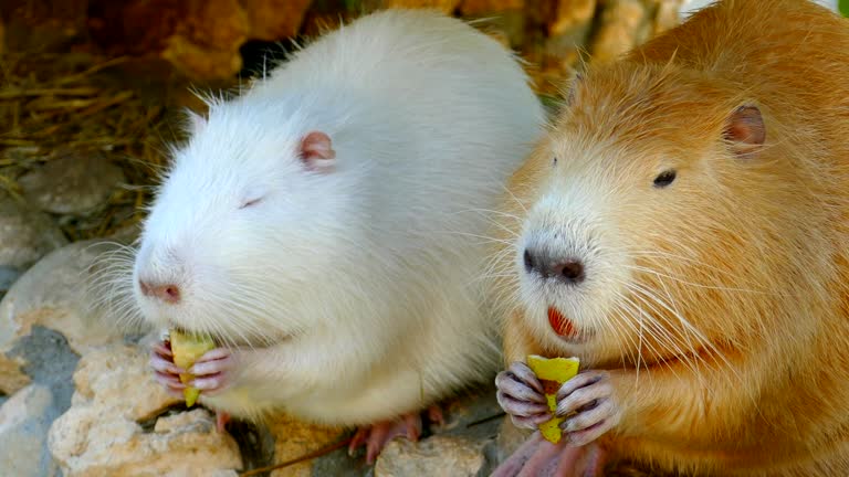 398 Funny Rat Videos and HD Footage - Getty Images 398 Funny Rat Videos and HD Footage - Getty Images