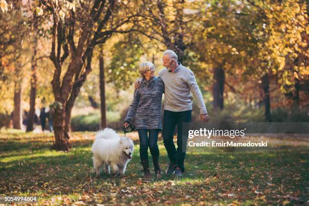 senior paar wandelen met hun hond in park - autumn dog stockfoto's en -beelden