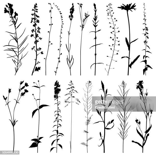 illustrations, cliparts, dessins animés et icônes de silhouette de plantes, des images vectorielles - camomille fond blanc