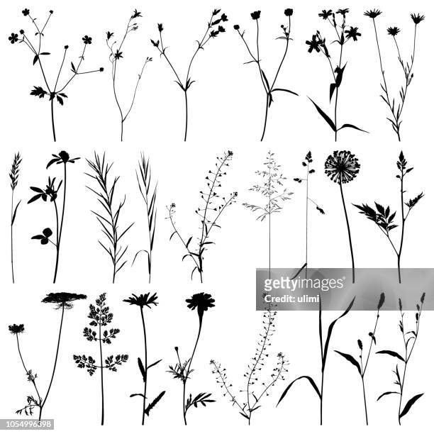 plants silhouette, vector images - botany stock illustrations
