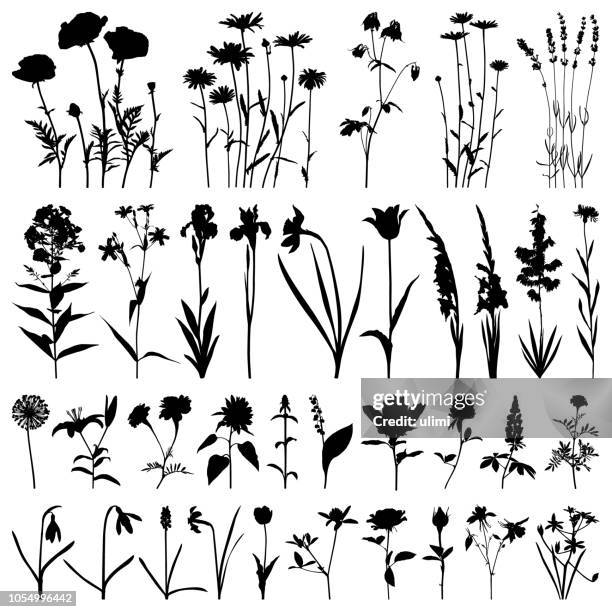 ilustrações, clipart, desenhos animados e ícones de silhueta de flores, imagens de vetor - wildflowers