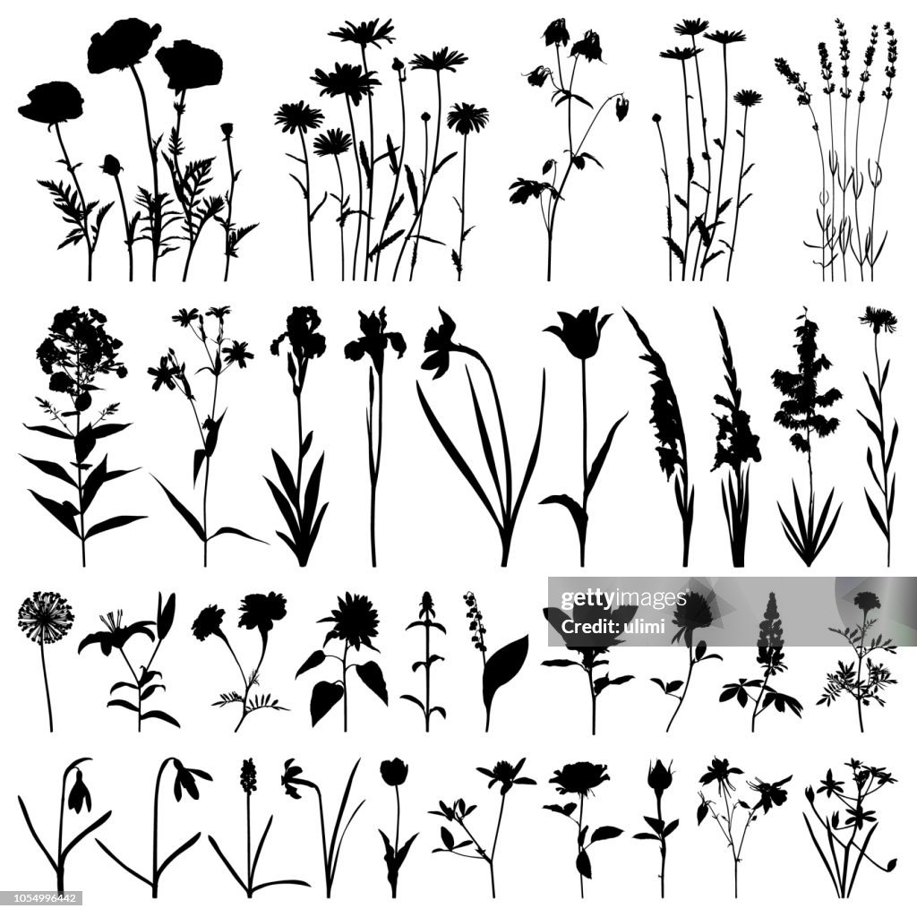 Flowers silhouette, vector images