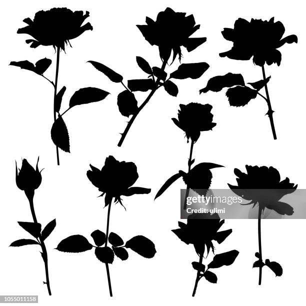 illustrations, cliparts, dessins animés et icônes de silhouettes de roses - pointu