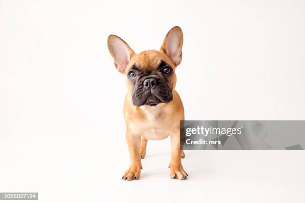french bulldog - buldogue francês imagens e fotografias de stock
