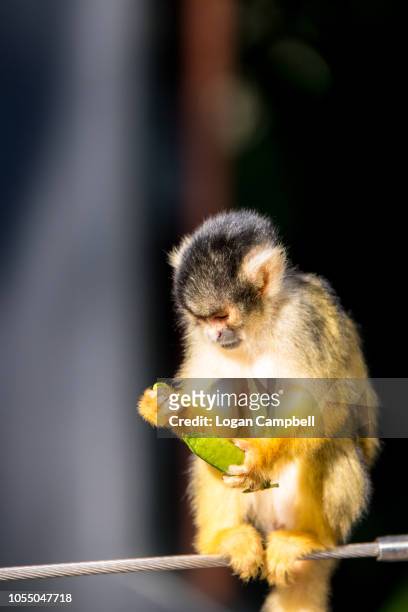 squirrel monkey eating on a cable - dödskalleapa bildbanksfoton och bilder