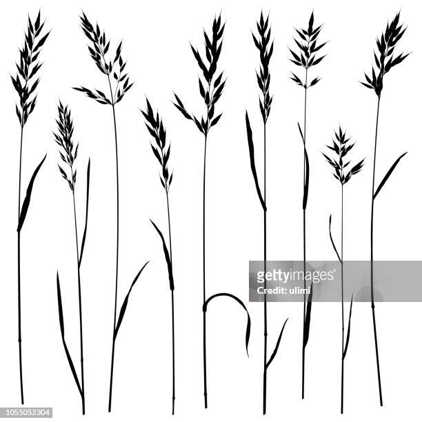 plant silhouettes, meadow grass - wheatgrass stock illustrations