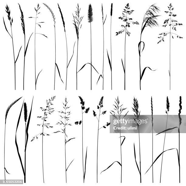 plant silhouettes, meadow grass - corn stalk stock illustrations