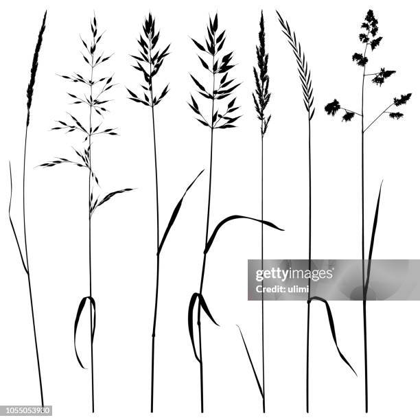 ilustraciones, imágenes clip art, dibujos animados e iconos de stock de siluetas de la planta, hierba de prado - blade of grass
