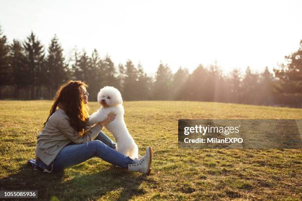 disfrutando del atardecer con mi perro - bichon frise fotografías e imágenes de stock