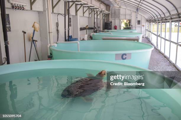 Sea turtle affected with red tide sickness floats in a tank while under treatment at the Mote Marine Laboratory and Aquarium in Sarasota, Florida,...