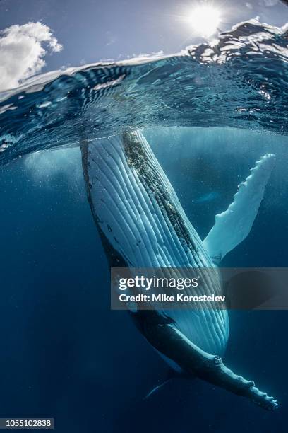 humpback whale - big mike stock-fotos und bilder