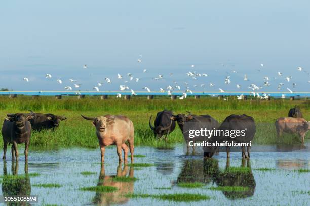 water buffalo masses in wetland at thale noi, phatthalung - a province in southern thailand. - thale noi stock pictures, royalty-free photos & images