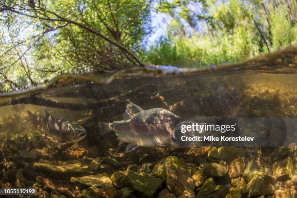 salmon underwater (spawning) - birth deformities stock pictures, royalty-free photos & images