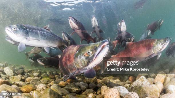 salmon underwater (spawning) - zalm stockfoto's en -beelden