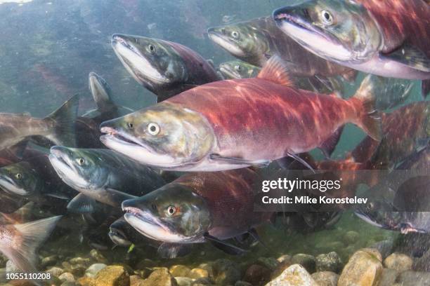 salmon underwater (spawning) - salmon animal stockfoto's en -beelden