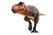 3d Tyrannosaurus rex render on white background