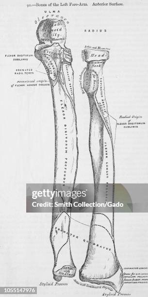Left Inner Forearm Forearm Anatomy Photos and Premium High Res Pictures - Getty Images